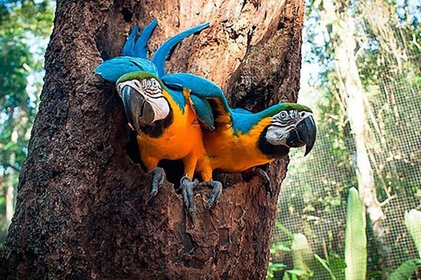 Two blue and yellow macaws perched on a tree trunk. 3