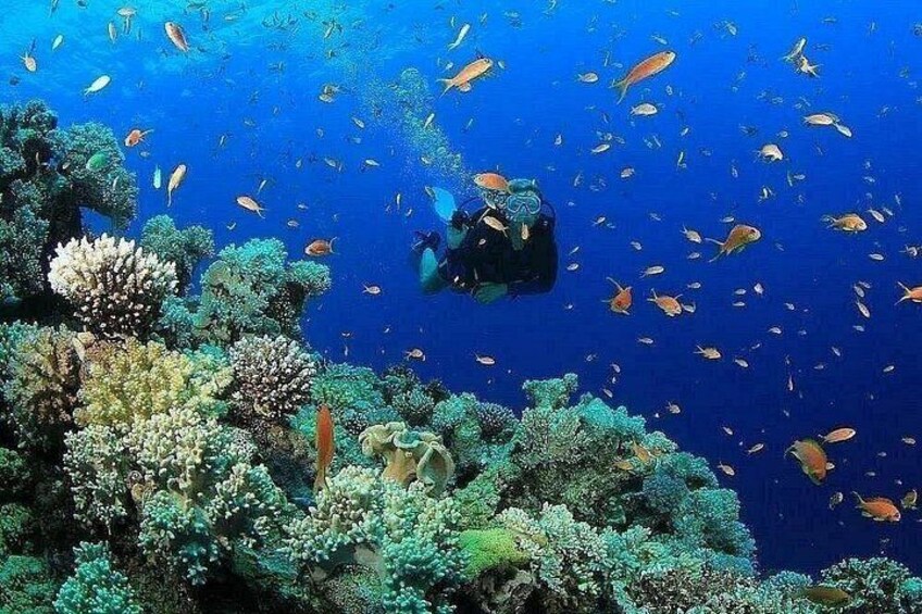 A diver surrounded by vibrant coral reefs and schools of fish in clear blue water. 2