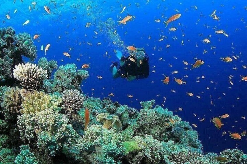 A diver surrounded by vibrant coral reefs and schools of fish. 2