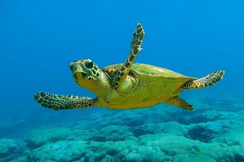 A sea turtle swimming in clear blue water with a coral reef in the background. 2