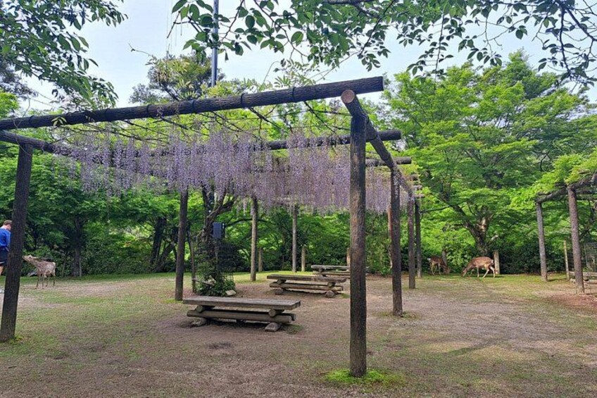 A park with wooden benches, a pergola with purple flowers, and deer in the background. 5