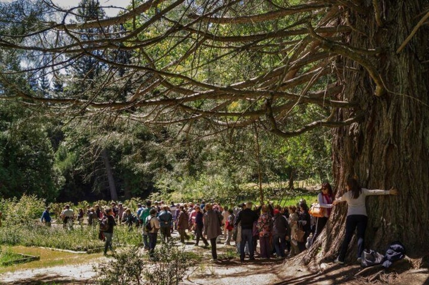 Unforgettable Patagonia Victoria Island and Arrayanes Forest 2