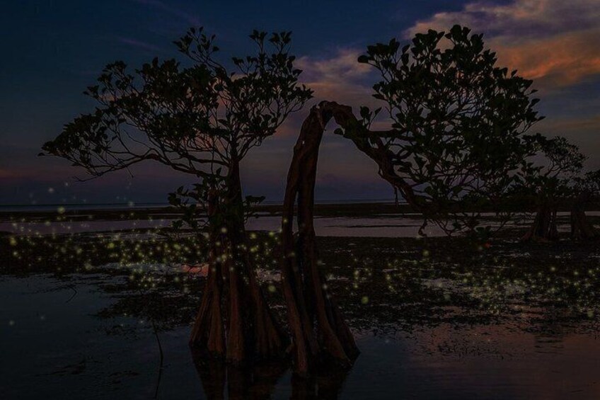 JungleWalla Desaru Mangrove Afterdark | Firefly Cruise Tour 4