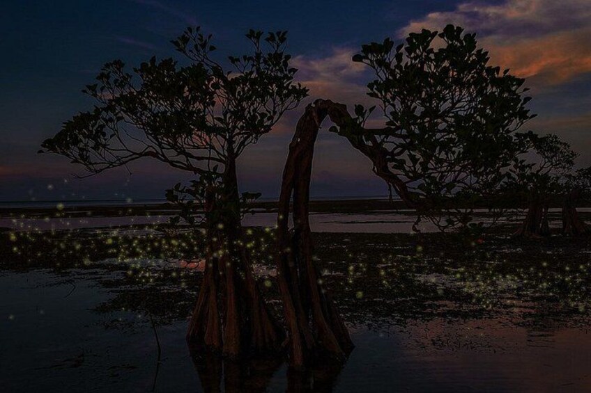 A mangrove forest at dusk with a reflective water surface. 4