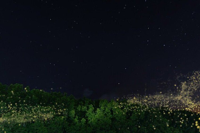 JungleWalla Desaru Mangrove Afterdark | Firefly Cruise Tour 1