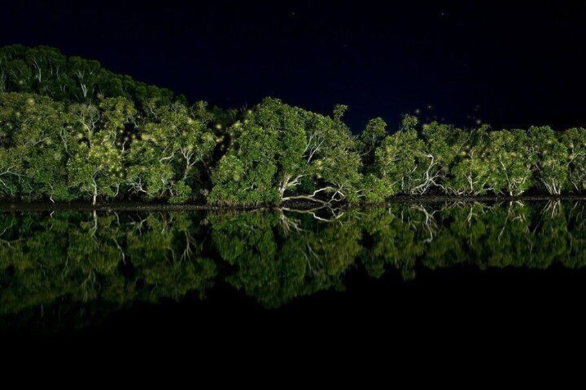 JungleWalla Desaru Mangrove Afterdark | Firefly Cruise Tour 5
