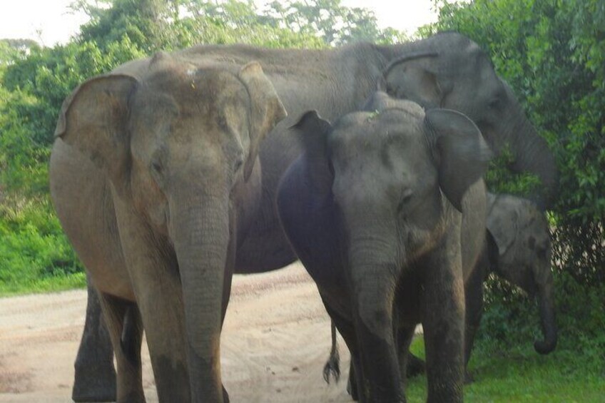 Nisha safari yala national park 4