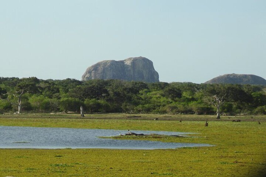 Nisha safari yala national park 3