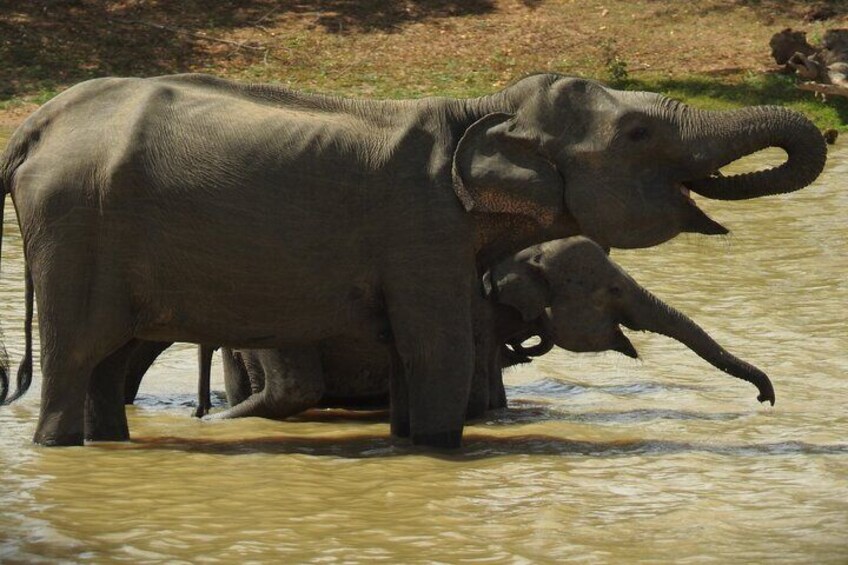 Nisha safari yala national park 2