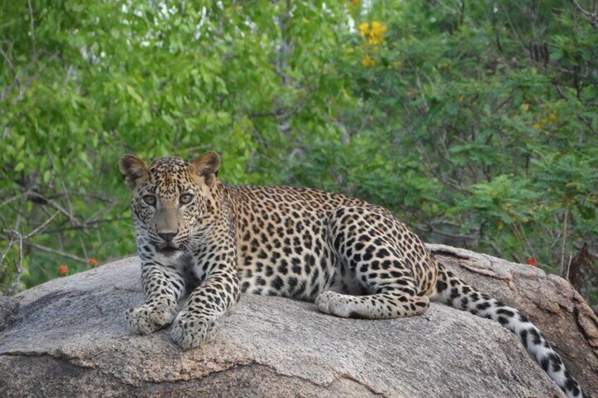 Nisha safari yala national park 5