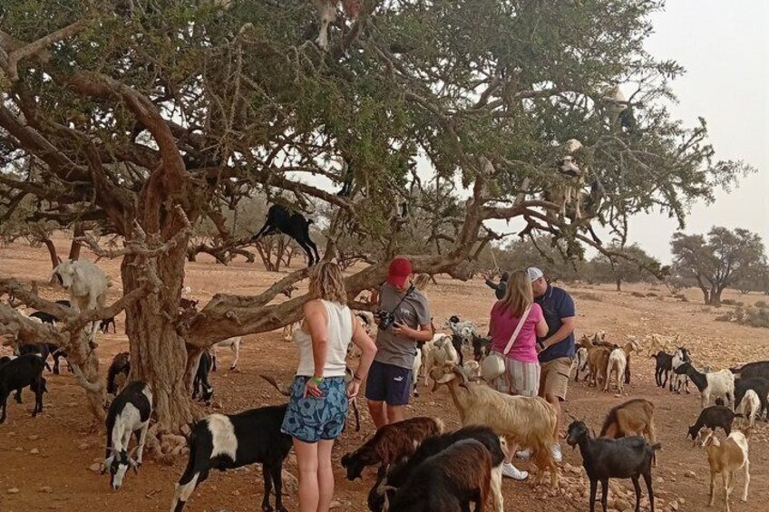 Goat Climbing the Tree in Morning Agadir Experience 5