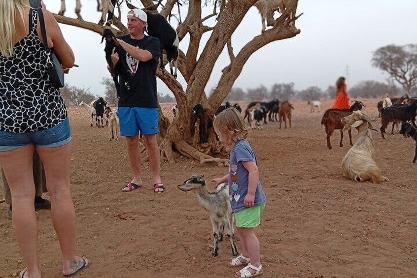 Goat Climbing the Tree in Morning Agadir Experience 4