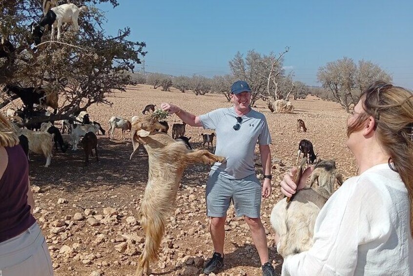 Goat Climbing the Tree in Morning Agadir Experience 5
