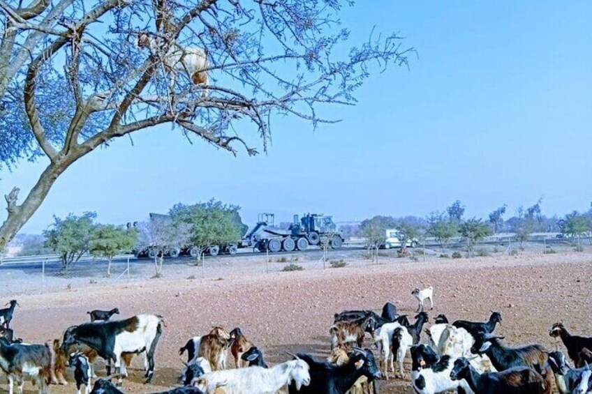 Goat Climbing the Tree in Morning Agadir Experience 3