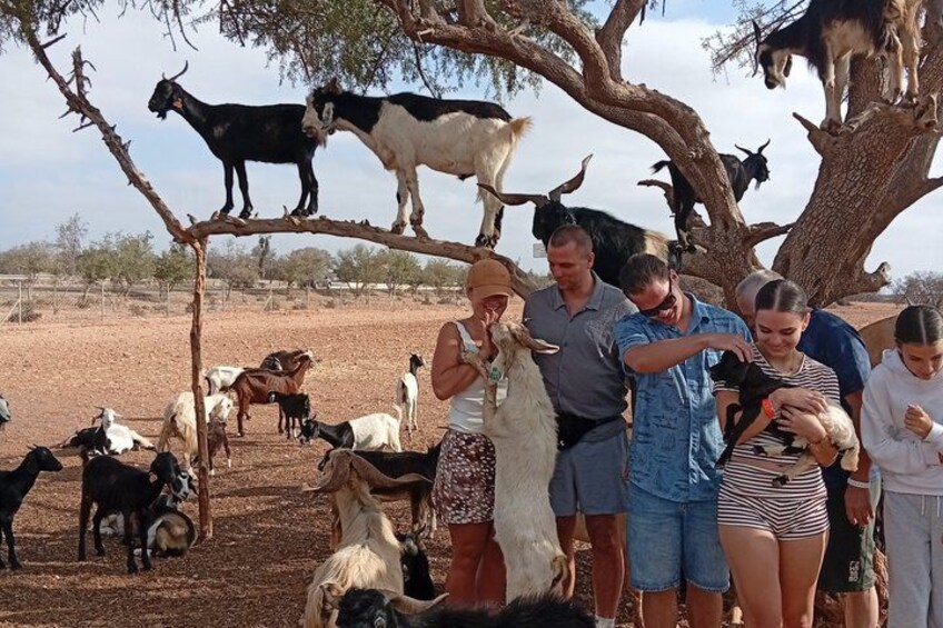 Goat Climbing the Tree in Morning Agadir Experience 2