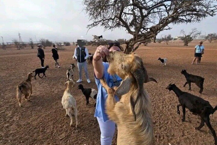 A person feeding a goat in a dry, open field with several other goats and people in the background. 3