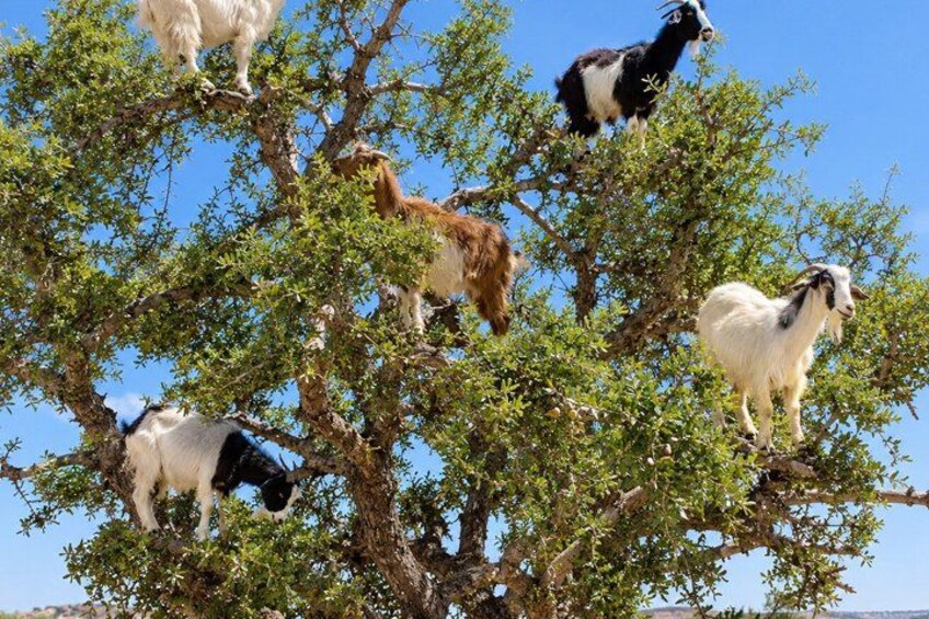 Goat Climbing the Tree in Morning Agadir Experience 4