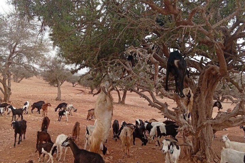 Goat Climbing the Tree in Morning Agadir Experience 3