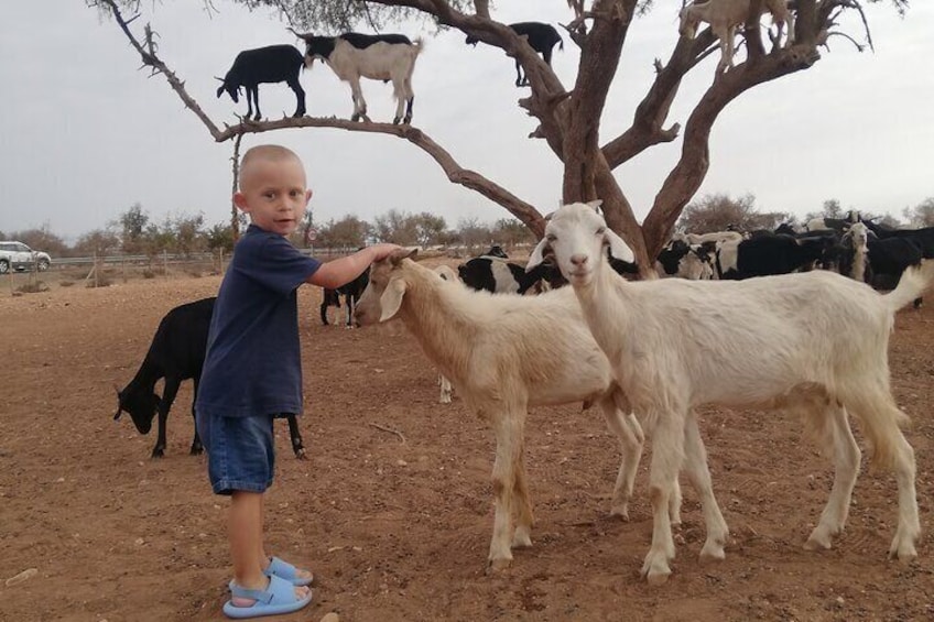 Goat Climbing the Tree in Morning Agadir Experience 1