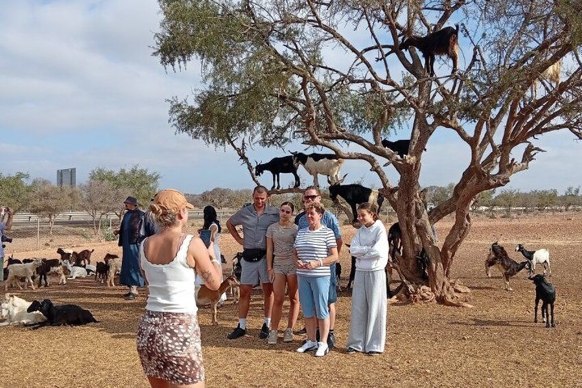 Goat Climbing the Tree in Morning Agadir Experience 3