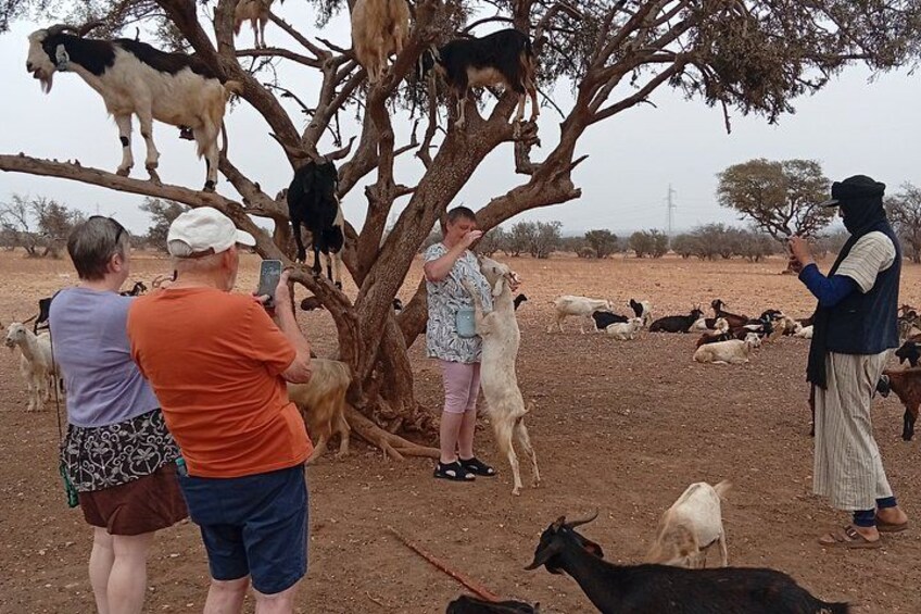 Goat Climbing the Tree in Morning Agadir Experience 4