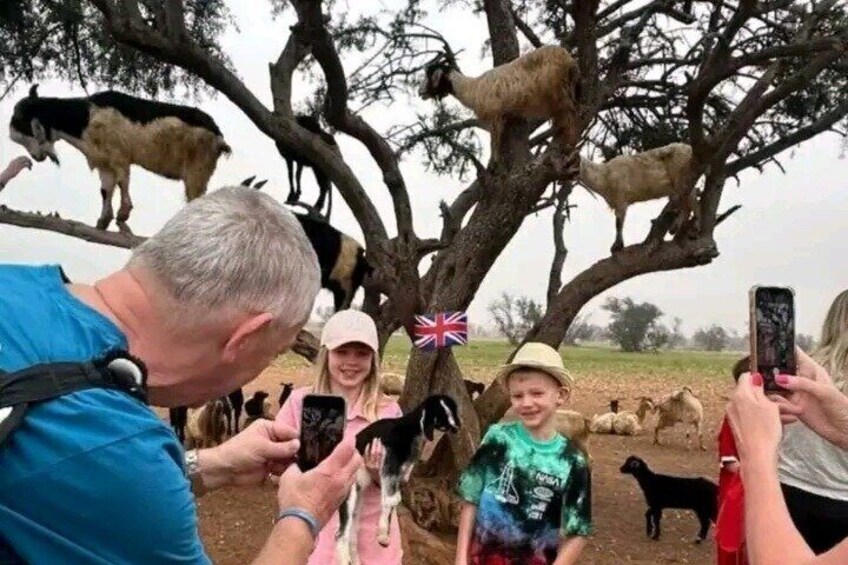 A tree with goats and people taking photos. 4