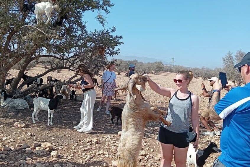 A group of people interacting with goats in a rocky outdoor setting. 1