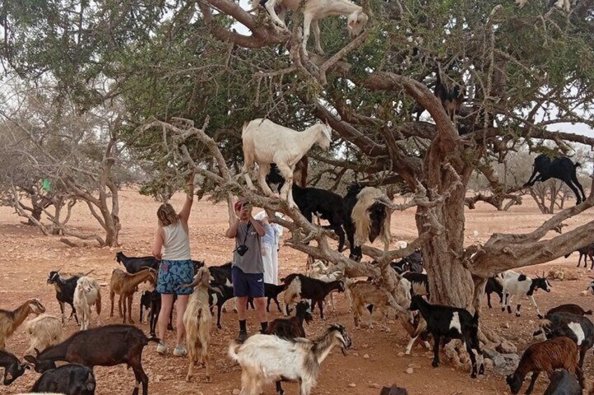 Goat Climbing the Tree in Morning Agadir Experience 4