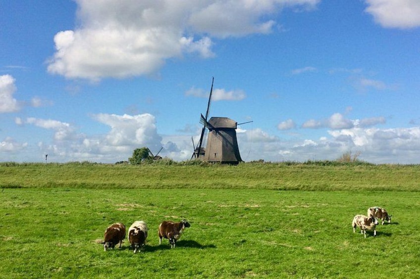 A windmill, sheep grazing, and a clear sky. 1