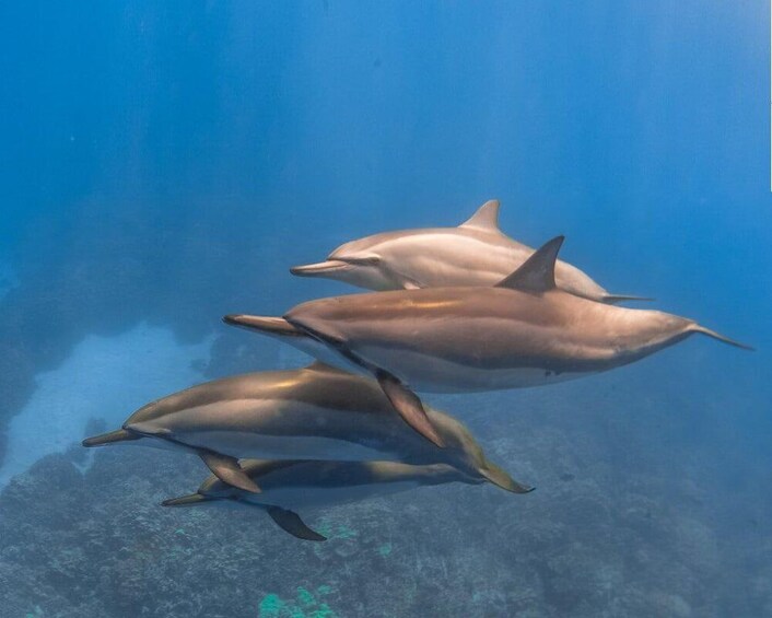 Two dolphins swimming underwater. 2