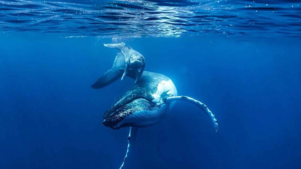 A whale swimming underwater. 1