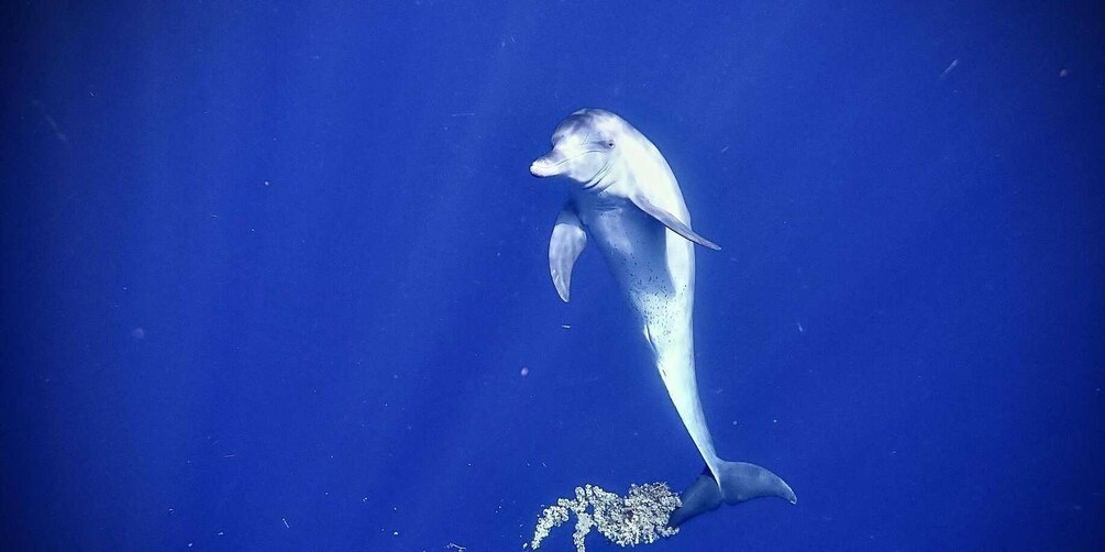 A dolphin swimming in clear blue water. 3