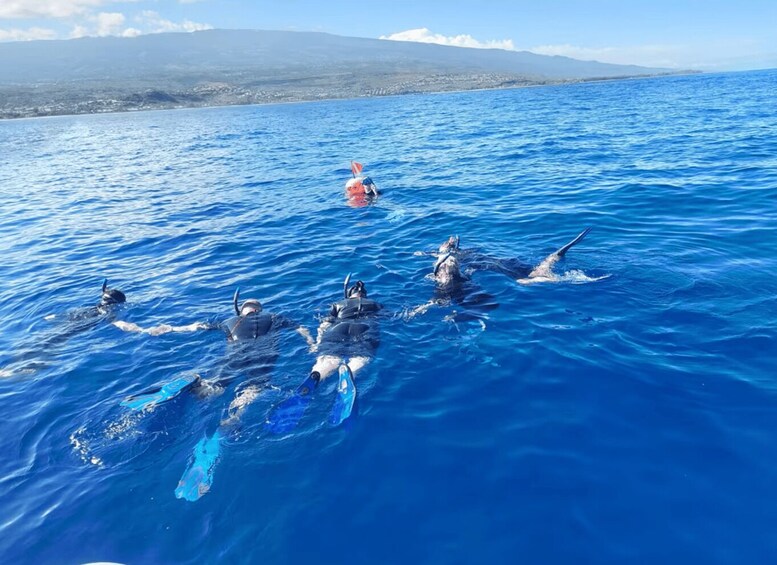 Le Port: Underwater Whale and Dolphin Watching Excursion 1