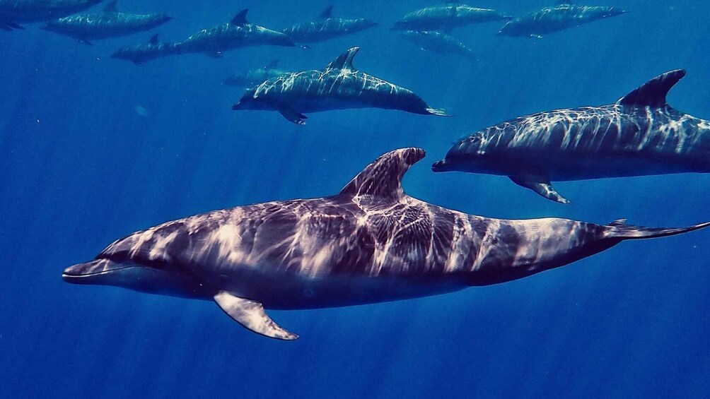 A group of dolphins swimming in clear blue water. 3