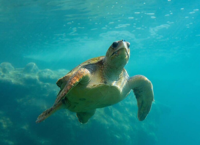 A sea turtle swimming underwater. 2