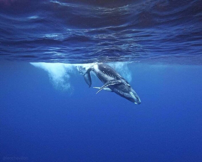 Picture 1 for Activity Le Port: Underwater Whale and Dolphin Watching Excursion 2