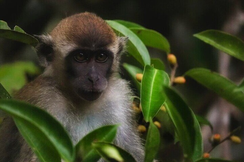 Kota Kinabalu: Bongawan River Cruise, City Tour & Fireflies 3