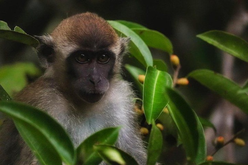 A monkey amidst green foliage. 2