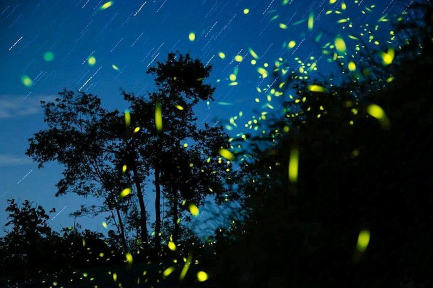 A night scene with trees silhouetted against a dark sky, illuminated by scattered yellow lights. 4