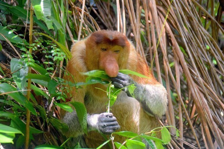 Kota Kinabalu: Bongawan River Cruise, City Tour & Fireflies 2