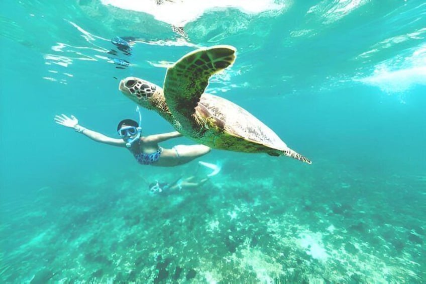 Turtle Snorkeling in Tulum 3