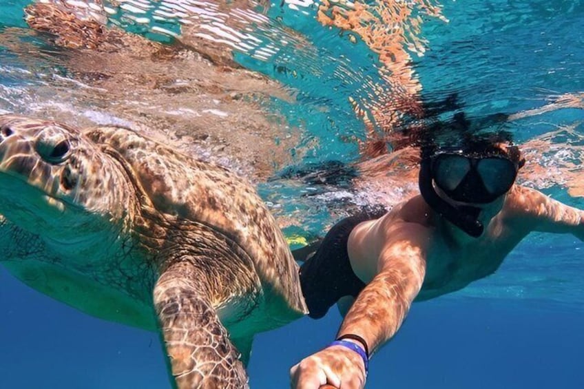 Turtle Snorkeling in Tulum 1