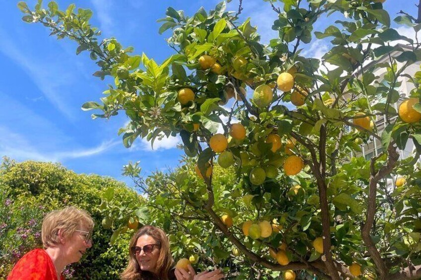 Limoncello and Local Secrets A Hands On Experience in Liguria 1