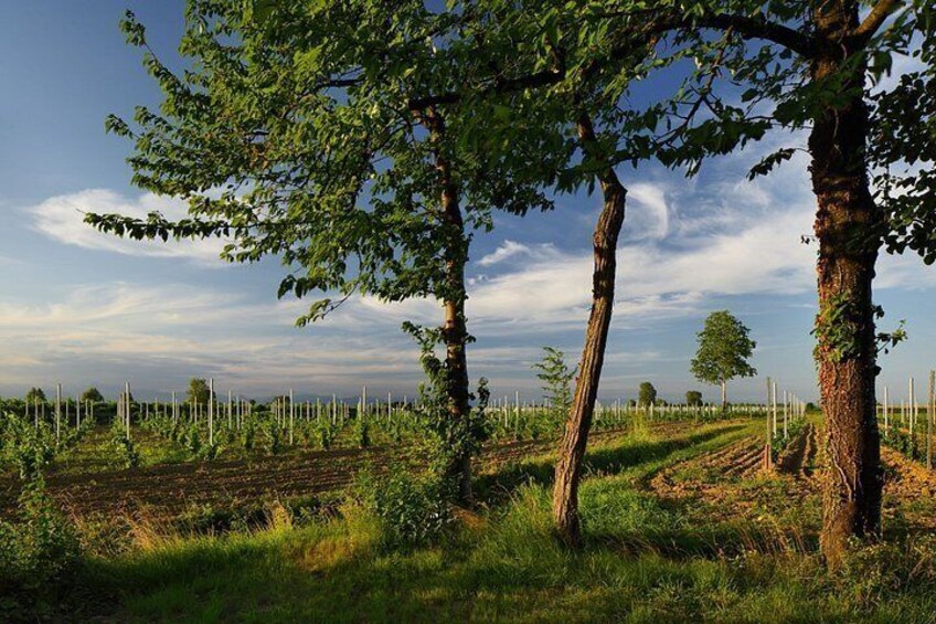 A vineyard with rows of grapevines, trees, and a clear sky. 2