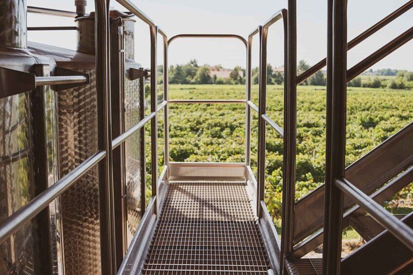 A metal walkway leading to a vineyard. 3