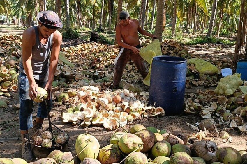 Two people harvesting coconuts in a tropical setting. 1