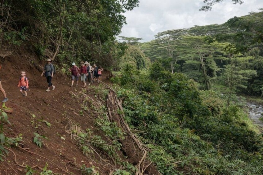 Kipu Falls and Treehouse Hiking Experience in Kauai 2