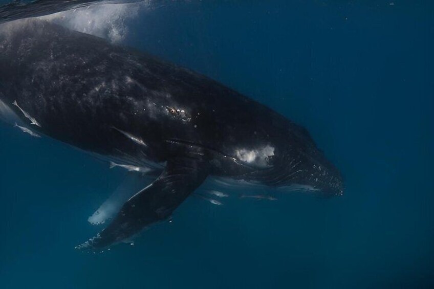 Swim with Humpback Whales Adventure 2