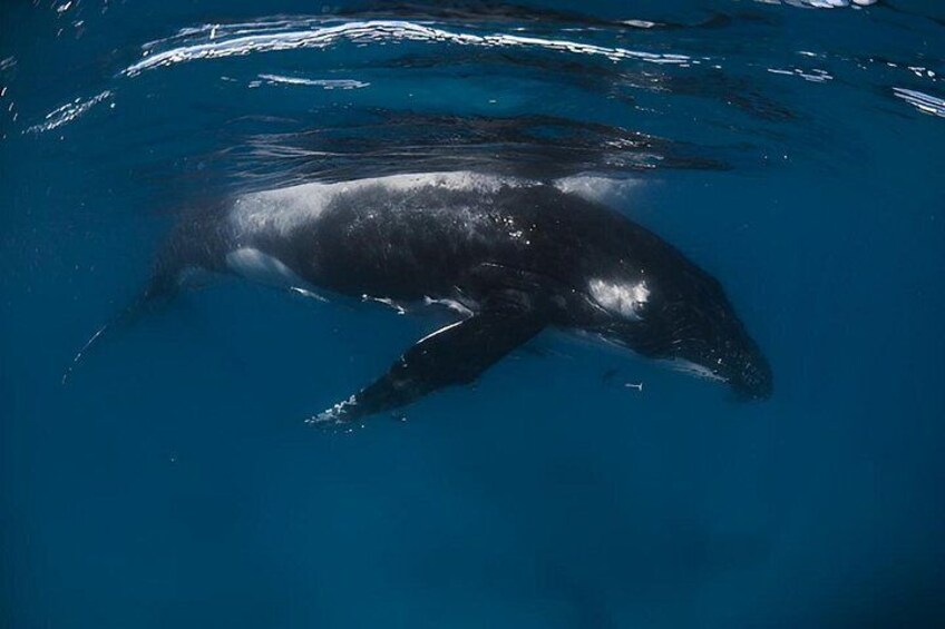 A whale swimming underwater. 5