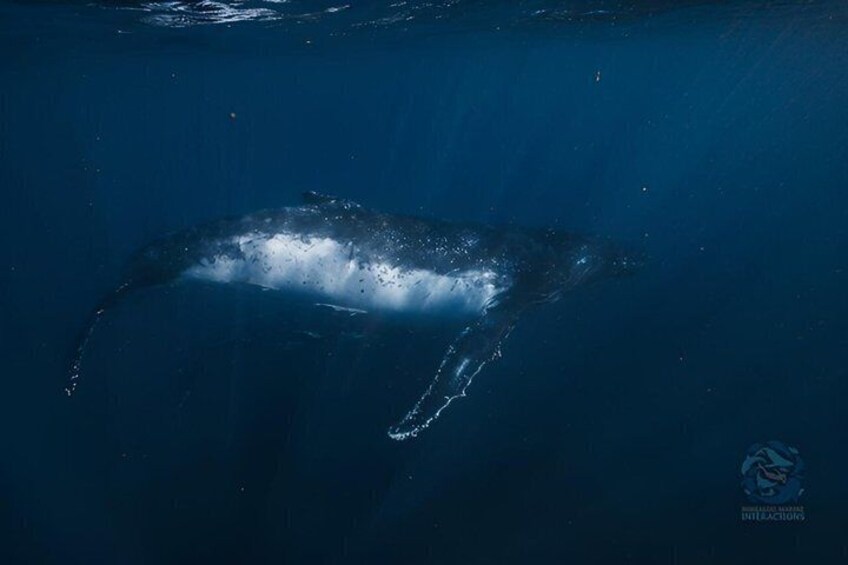 Swim with Humpback Whales Adventure 5